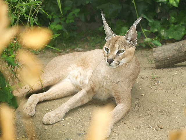 Caracal - a beautiful cat