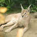 Caracal - a beautiful cat