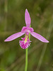 Pogonia ophioglossoides (Rose Pogonia orchid)