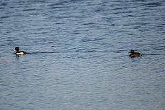 20150228 7070VRTw [D~LIP] Reiherente (Aythya fuligula), Stemmer See, Kalletal-Varenholz