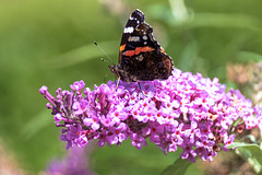 Red Admiral