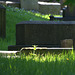 Sunny Cemetery