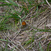 Small Heath Butterfly