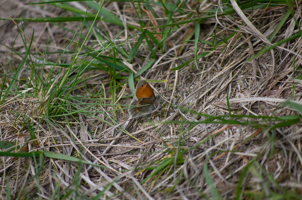 Small Heath Butterfly
