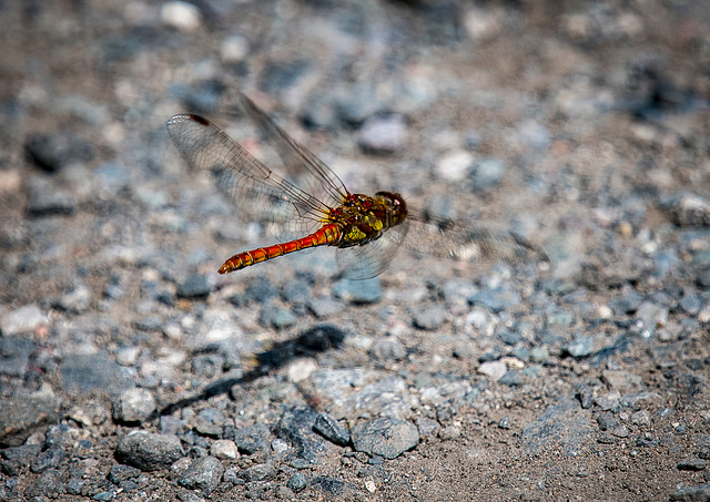 Dragon fly in flight..it wouldnt turn my way