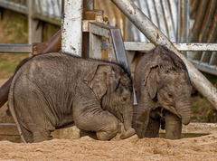 Baby elephants, Chester zoo
