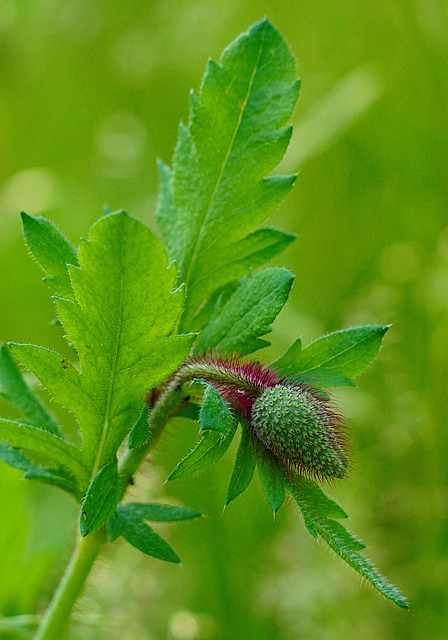 Mohn