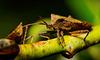 Die Lederwanze (Coreus marginatus) machte ihre Runde :))  The leather bug (Coreus marginatus) made its rounds :))  La punaise de cuir (Coreus marginatus) a fait son tour :))