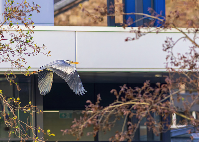 Grey Heron Flying Past Lidl's Supermarket