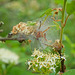 White Ermine Moth Caterpillar Web