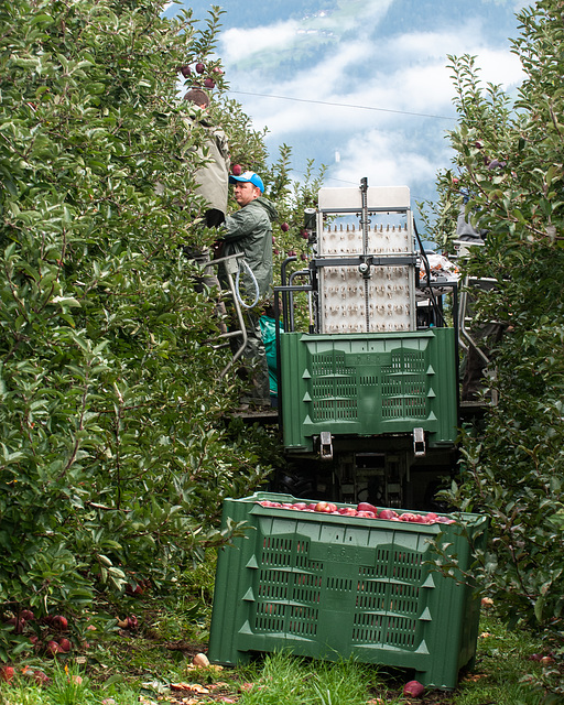 Südtirol - Freiburgerhof - Obstpflücker und Mehrzweck-Fahrzeug für die Obsternte - 2013-10-06 - DSC8513