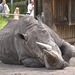 Rhinoceros resting