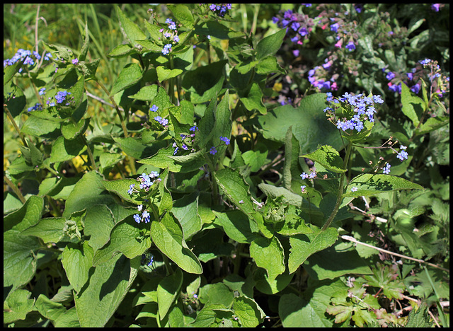 Brunnera