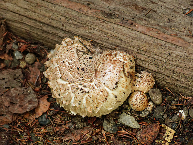 Fungi by the front door, Jude Cartwright's