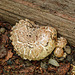Fungi by the front door, Jude Cartwright's