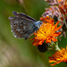 Common Blue Butterfly