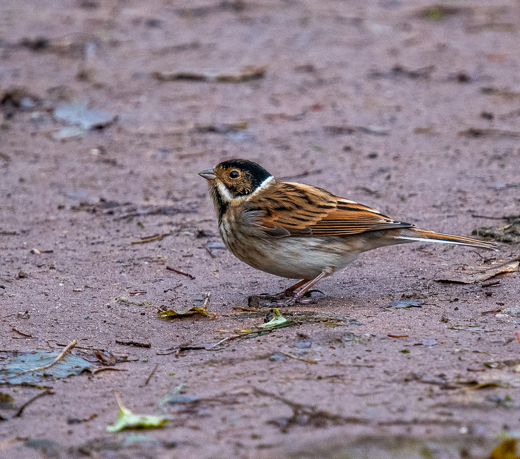 Reed bunting