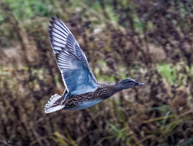 Duck in flight 1