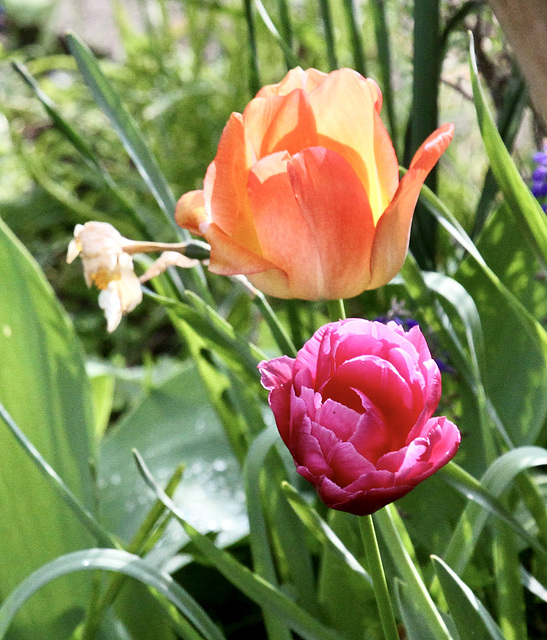 Tulpen