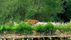 la biche sur l'île: repas et baignade.