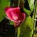 20200713 9340CPw [D~LIP] Gefleckte Calla (Zantedeschia albomaculata), Bad Salzuflen