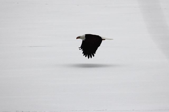 ice flight