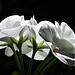 White geranium