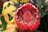 Protea 1