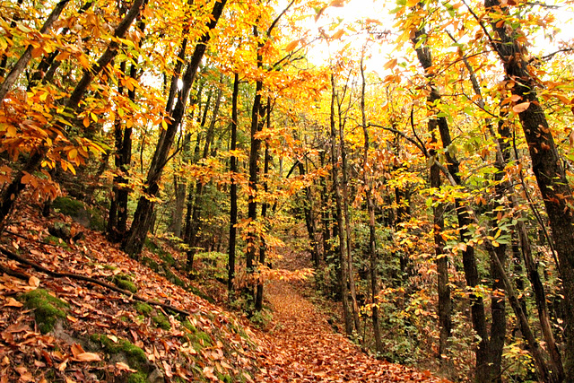 Maronenwald auf dem alten Römerweg von Söll nach Altenburg(2PicinPic)