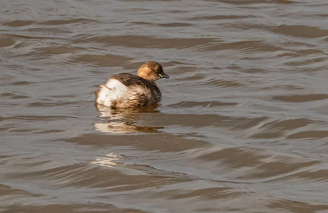 Little grebe