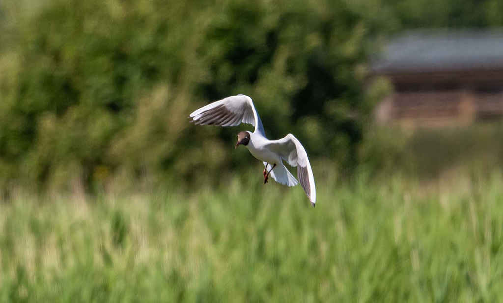 Black headed gull