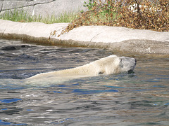 Polar bear swimming