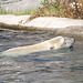 Polar bear swimming