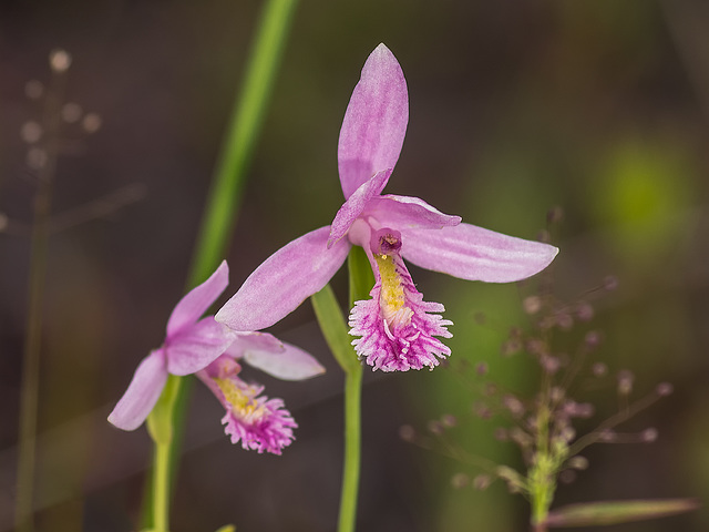 Pogonia ophioglossoides (Rose Pogonia orchid)