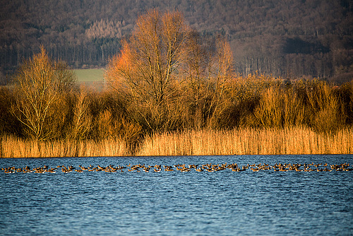 20150228 7072VRTw [D~LIP] Graugans (Anser anser), Stemmer See, Kalletal-Varenholz