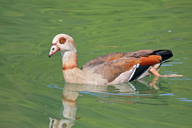 Tössegg (5) - Nilgans (Alopochen aegyptianeus)