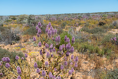 Wild flowers mulla Mulla