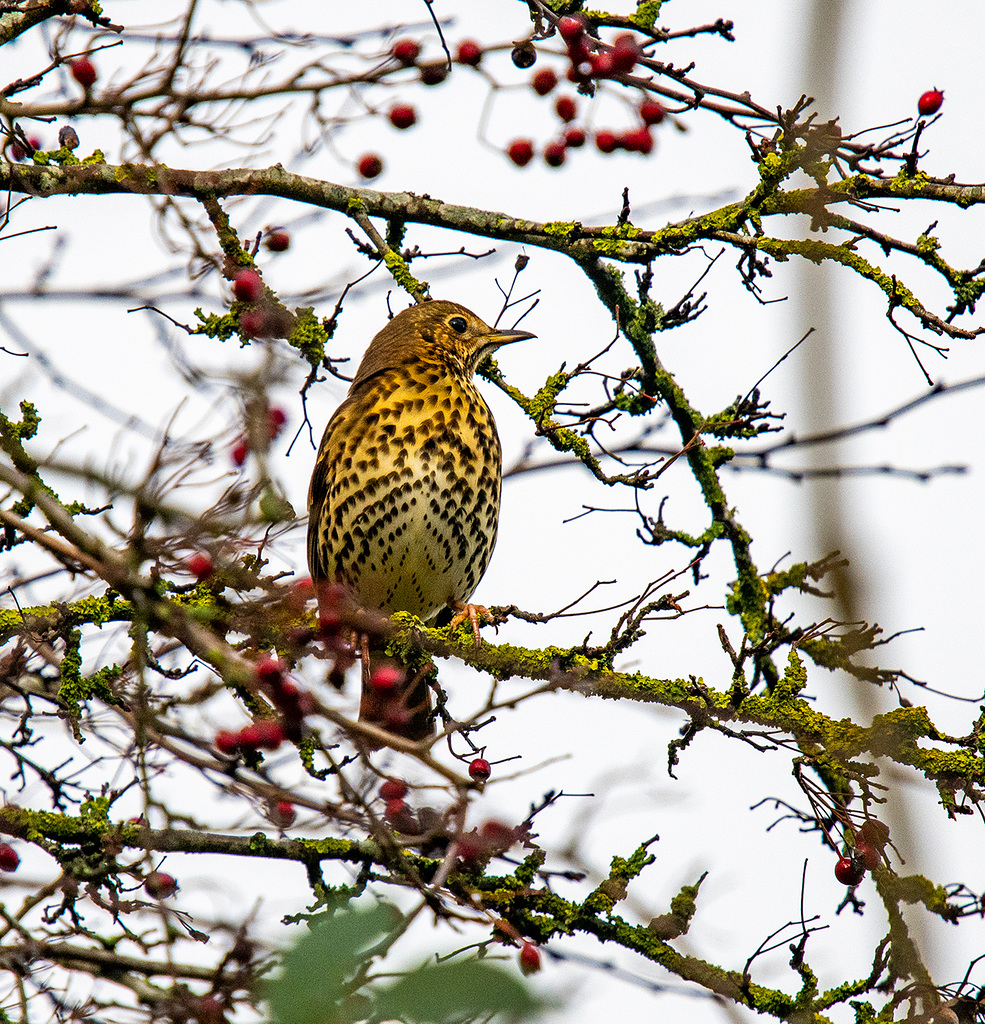 Song thrush