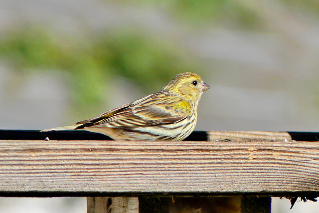 P1280754- Serin cini - Jardin.  14 avril 2020