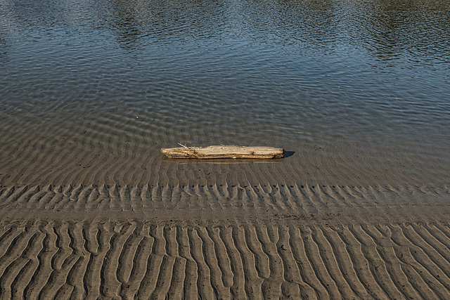 Driftwood Over Ripples