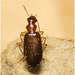 IMG 9958 Beetle
