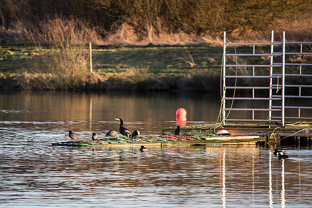 20150228 7074VRTw [D~LIP] Kormoran (Phalaerocorax carbo), Stemmer See, Kalletal-Varenholz