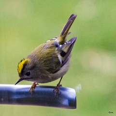 Goldcrest aerobics!