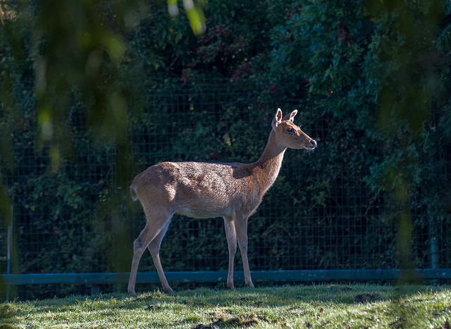 Brow antler deer (1)