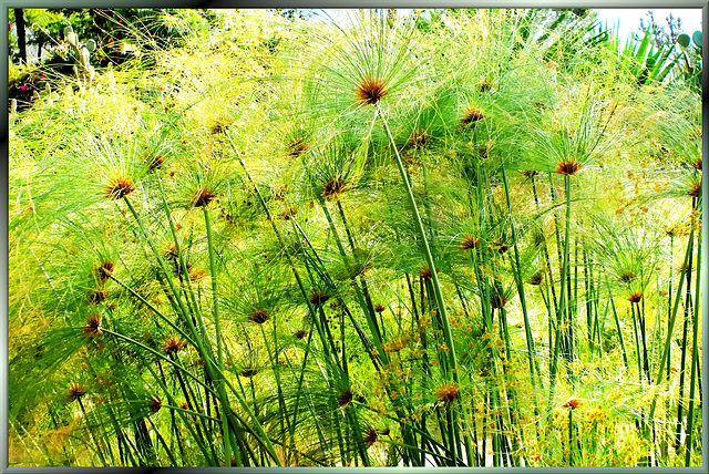 At the papyrus pond. ©UdoSm