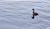 Little Grebe