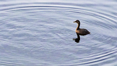 Little Grebe