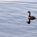 Little Grebe