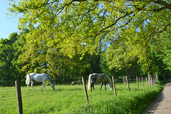 HFF-- Nice Tender  Grass