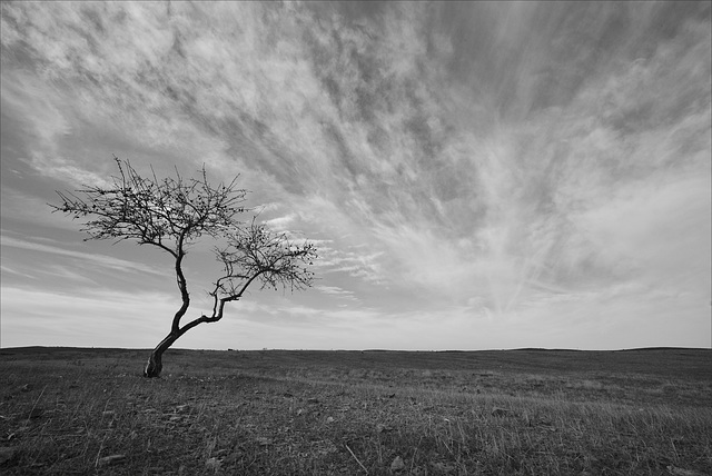 Penedos, Amendoeira solitária